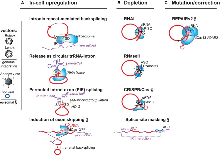 FIGURE 1