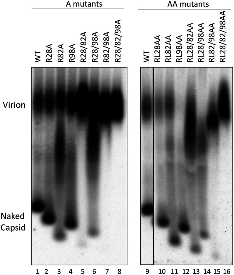 FIG 8