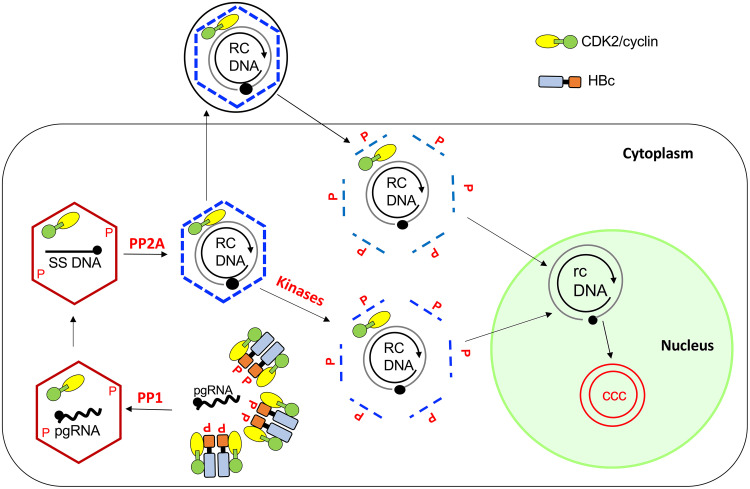 FIG 12