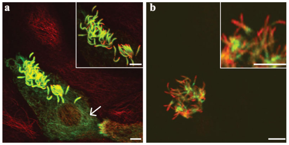 Fig. 6.