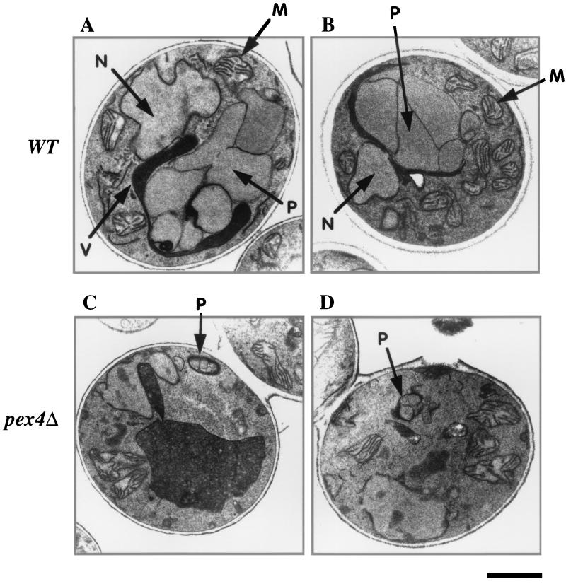 FIG. 6