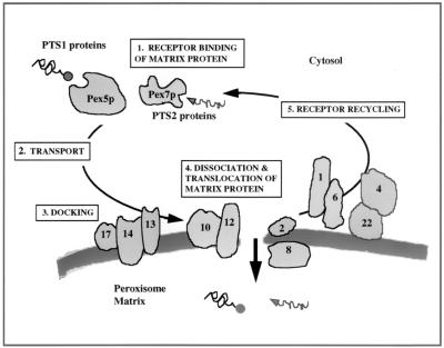 FIG. 11