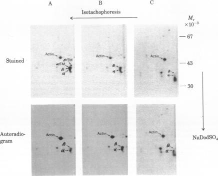 graphic file with name pnas00660-0399-a.jpg