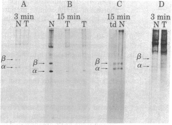 graphic file with name pnas00660-0398-b.jpg