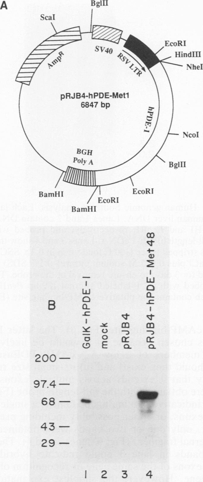 graphic file with name molcellb00042-0253-a.jpg