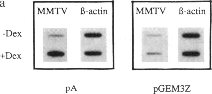 graphic file with name pnas01062-0340-a.jpg