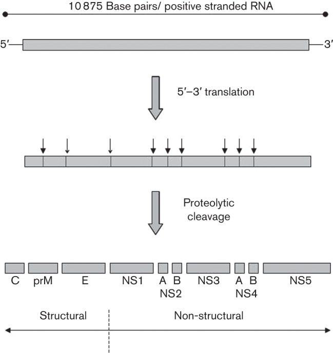 Fig. 1. 