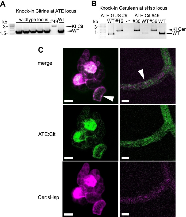 Fig. 3.