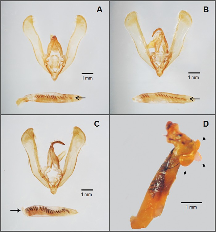 Fig.
1.