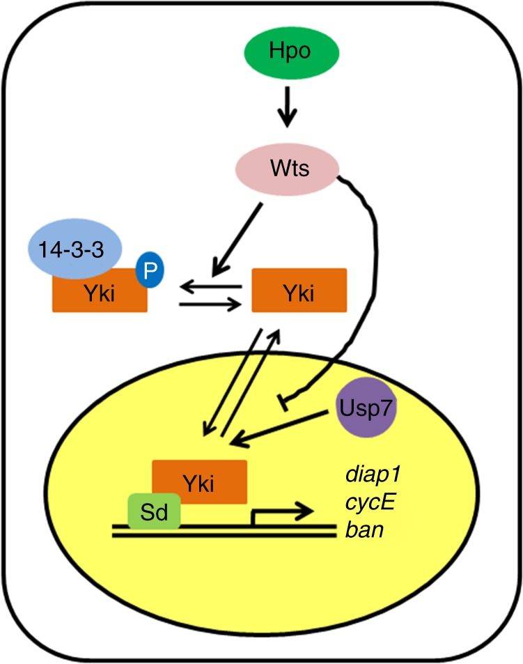 Fig. 8