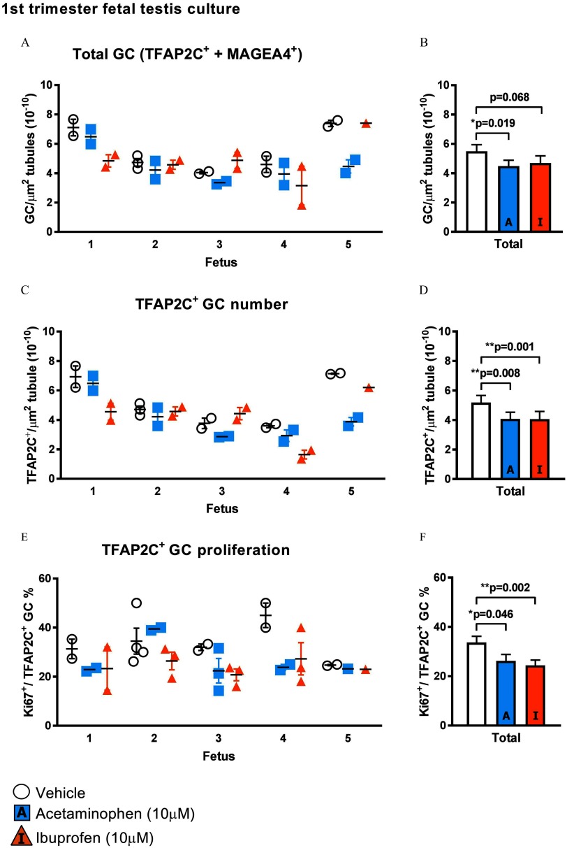 Figure 2A plots number of GC per micrometer squared tubules (10 superscript negative 10) (y-axis) per fetus (x-axis) for total GC (TFAP2C superscript positive plus MAGEA4 superscript positive) treated with vehicle control, acetaminophen (10 micromolar), and ibuprofen (10 micromolar). Figure 2B is a bar graph with standard error of the mean plotting number of GC per micrometer squared tubules (10 superscript negative 10) (y-axis) across treatment with vehicle control, acetaminophen (10 micromolar) (p equals 0.019 relative to vehicle control), and ibuprofen (10 micromolar) (p equals 0.068 relative to vehicle control) (x-axis). Figure 2C plots number of TFAP2C superscript positive per micrometer squared tubules (10 superscript negative 10) (y-axis) per fetus (x-axis) for TFAP2C superscript positive GC number) treated with vehicle control, acetaminophen (10 micromolar), and ibuprofen (10 micromolar). Figure 2D is a bar graph with standard error of the mean plotting number of TFAP2C superscript positive per micrometer squared tubules (10 superscript negative 10) (y-axis) across treatment with vehicle control, acetaminophen (10 micromolar) (p equals 0.008 relative to vehicle control), and ibuprofen (10 micromolar) (p equals 0.001 relative to vehicle control) (x-axis). Figure 2E plots number of Ki67 superscript positive virgule TFAP2C superscript positive GC percentage (y-axis) per fetus (x-axis) for TFAP2C superscript positive GC proliferation treated with vehicle control, acetaminophen (10 micromolar), and ibuprofen (10 micromolar). Figure 2F is a bar graph with standard error of the mean plotting number of Ki67 superscript positive virgule TFAP2C superscript positive GC percentage (y-axis) across treatment with vehicle control, acetaminophen (10 micromolar) (p equals 0.046 relative to vehicle control), and ibuprofen (10 micromolar) (p equals 0.002 relative to vehicle control) (x-axis).