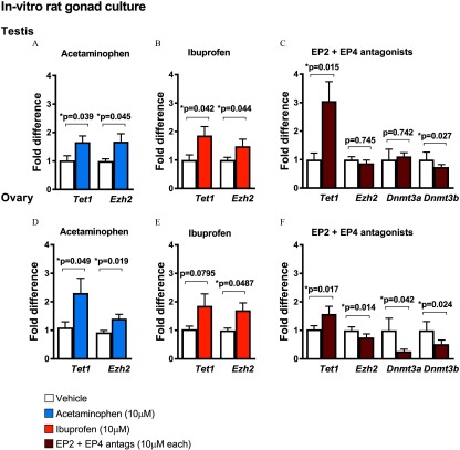 Figure 9A is bar graph with standard error of the mean plotting fold difference (y-axis) across treatment with vehicle control and acetaminophen (10 micromolar) for Tet1 (p equals 0.039 relative to vehicle control) and Ezh2 (p equals 0.045 relative to vehicle control) in rat testis (x-axis). Figure 9B is bar graph with standard error of the mean plotting fold difference (y-axis) across treatment with vehicle control and ibuprofen (10 micromolar) for Tet1 (p equals 0.042 relative to vehicle control) and Ezh2 (p equals 0.044 relative to vehicle control) in rat testis (x-axis). Figure 9C is bar graph with standard error of the mean plotting fold difference (y-axis) across treatment with vehicle control and EP2 plus EP4 antagonists (10 micromolar each) for Tet1 (p equals 0.015 relative to vehicle control), Ezh2 (p equals 0.745 relative to vehicle control), Dnmt3a (p equals 0.742 relative to vehicle control), and Dnmt3b (p equals 0.027 relative to vehicle control) in rat testis (x-axis). Figure 9D is bar graph with standard error of the mean plotting fold difference (y-axis) across treatment with vehicle control and acetaminophen (10 micromolar) for Tet1 (p equals 0.049 relative to vehicle control) and Ezh2 (p equals 0.019 relative to vehicle control) in rat ovaries (x-axis). Figure 9E is bar graph with standard error of the mean plotting fold difference (y-axis) across treatment with vehicle control and ibuprofen (10 micromolar) for Tet1 (p equals 0.0795 relative to vehicle control) and Ezh2 (p equals 0.0487 relative to vehicle control) in rat ovaries (x-axis). Figure 9F is bar graph with standard error of the mean plotting fold difference (y-axis) across treatment with vehicle control and EP2 plus EP4 antagonists (10 micromolar each) for Tet1 (p equals 0.017 relative to vehicle control), Ezh2 (p equals 0.014 relative to vehicle control), Dnmt3a (p equals 0.042 relative to vehicle control), and Dnmt3b (p equals 0.024 relative to vehicle control) in rat ovaries (x-axis).