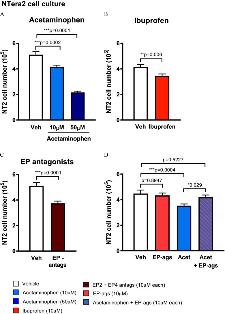Figure 7A is a bar graph with standard error of the mean plotting NT2 cell number (10 superscript 5) (y-axis) across treatment with vehicle control and acetaminophen (10 micromolar - p equals 0.0002 relative to vehicle control; and 50 micromolar - p equals 0.0001 relative to vehicle control) (x-axis). Figure 7B is a bar graph with standard error of the mean plotting NT2 cell number (10 superscript 5) (y-axis) across treatment with vehicle control and ibuprofen (10 micromolar) (p equals 0.006 relative to vehicle control) (x-axis). Figure 7C is a bar graph with standard error of the mean plotting NT2 cell number (10 superscript 5) (y-axis) across treatment with vehicle control and EP antagonists (EP2 plus EP4, 10 micromolar each) (p equals 0.0001 relative to vehicle control) (x-axis). Figure 7D is a bar graph with standard error of the mean plotting NT2 cell number (10 superscript 5) (y-axis) across treatment with vehicle control, EP agonists (10 micromolar each, p equals 0.8947 relative to vehicle control), acetaminophen (50 micromolar, p equals 0.0004 relative to vehicle control), and acetaminophen plus EP agonists (10 micromolar each, p equals 0.5227 relative to vehicle control and p equals 0.029 relative to acetaminophen) (x-axis).