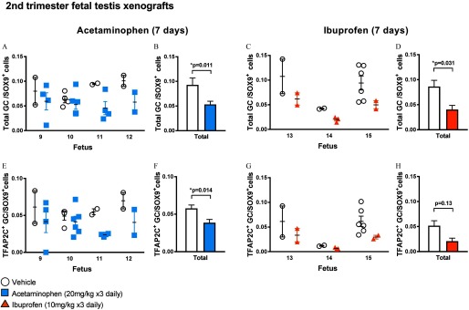 Figure 4A plots total number of GC per SOX9 superscript positive cells (y-axis) per fetus (x-axis) for acetaminophen exposure for 7 days treated with vehicle control and acetaminophen (20 milligrams per kilogram three times daily). Figure 4B is a bar graph with standard error of the mean plotting total number of GC per SOX9 superscript positive cells (y-axis) across treatment with vehicle control and acetaminophen (20 milligrams per kilogram three times daily) (p equals 0.011 relative to vehicle control) (x-axis). Figure 4C plots total number of GC per SOX9 superscript positive cells (y-axis) per fetus (x-axis) for ibuprofen exposure for 7 days treated with vehicle control and ibuprofen (10 milligrams per kilogram three times daily). Figure 4D is a bar graph with standard error of the mean plotting total number of GC per SOX9 superscript positive cells (y-axis) across treatment with vehicle control and ibuprofen (10 milligrams per kilogram three times daily) (p equals 0.031 relative to vehicle control) (x-axis). Figure 4E plots total number of TFAP2C superscript positive GC virgule SOX9 superscript positive cells (y-axis) per fetus (x-axis) for acetaminophen exposure for 7 days treated with vehicle control and acetaminophen (20 milligrams per kilogram three times daily). Figure 4F is a bar graph with standard error of the mean plotting total number of TFAP2C superscript positive GC virgule SOX9 superscript positive cells (y-axis) across treatment with vehicle control and acetaminophen (20 milligrams per kilogram three times daily) (p equals 0.014 relative to vehicle control) (x-axis). Figure 4G plots total number of TFAP2C superscript positive GC virgule SOX9 superscript positive cells (y-axis) per fetus (x-axis) for ibuprofen exposure for 7 days treated with vehicle control and ibuprofen (10 milligrams per kilogram three times daily). Figure 4H is a bar graph with standard error of the mean plotting total number of TFAP2C superscript positive GC virgule SOX9 superscript positive cells (y-axis) across treatment with vehicle control and ibuprofen (10 milligrams per kilogram three times daily) (p equals 0.014 relative to vehicle control) (x-axis).