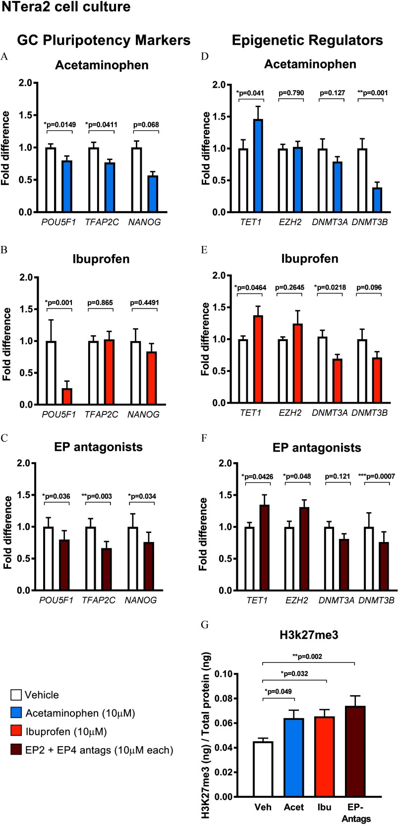 Figure 8A is bar graph with standard error of the mean plotting fold difference (y-axis) across treatment with vehicle control and acetaminophen (10 micromolar) for GC pluripotency markers POU5F1 (p equals 0.0149 relative to vehicle control), TFAP2C (p equals 0.0411 relative to vehicle control), and NANOG (p equals 0.068 relative to vehicle control) (x-axis). Figure 8B is bar graph with standard error of the mean plotting fold difference (y-axis) across treatment with vehicle control and ibuprofen (10 micromolar) for GC pluripotency markers POU5F1 (p equals 0.001 relative to vehicle control), TFAP2C (p equals 0.865 relative to vehicle control), and NANOG (p equals 0.4491 relative to vehicle control) (x-axis). Figure 8C is bar graph with standard error of the mean plotting fold difference (y-axis) across treatment with vehicle control and EP antagonists (EP2 plus EP4, 10 micromolar) for GC pluripotency markers POU5F1 (p equals 0.036 relative to vehicle control), TFAP2C (p equals 0.003 relative to vehicle control), and NANOG (p equals 0.034 relative to vehicle control) (x-axis). Figure 8D is bar graph with standard error of the mean plotting fold difference (y-axis) across treatment with vehicle control and acetaminophen (10 micromolar) for epigenetic regulators TET1 (p equals 0.041 relative to vehicle control), EZH2 (p equals 0.790 relative to vehicle control), DNMT3a (p equals 0.127 relative to vehicle control), and DNMT3b (p equals 0.001 relative to vehicle control) (x-axis). Figure 8E is bar graph with standard error of the mean plotting fold difference (y-axis) across treatment with vehicle control and ibuprofen (10 micromolar) for epigenetic regulators TET1 (p equals 0.0464 relative to vehicle control), EZH2 (p equals 0.2645 relative to vehicle control), DNMT3a (p equals 0.0218 relative to vehicle control), and DNMT3b (p equals 0.096 relative to vehicle control) (x-axis). Figure 8F is bar graph with standard error of the mean plotting fold difference (y-axis) across treatment with vehicle control and EP antagonists (EP2 plus EP4, 10 micromolar) for epigenetic regulators TET1 (p equals 0.0426 relative to vehicle control), EZH2 (p equals 0.048 relative to vehicle control), DNMT3a (p equals 0.121 relative to vehicle control), and DNMT3b (p equals 0.007 relative to vehicle control) (x-axis). Figure 8G is a bar graph with standard error of the mean plotting H3K27me3 in nanograms per total protein in nanograms (y-axis) across treatment with vehicle control, acetaminophen (p equals 0.049 relative to vehicle control), ibuprofen (p equals 0.032 relative to vehicle control), and EP antagonists (p equals 0.002 relative to vehicle control) (x-axis).