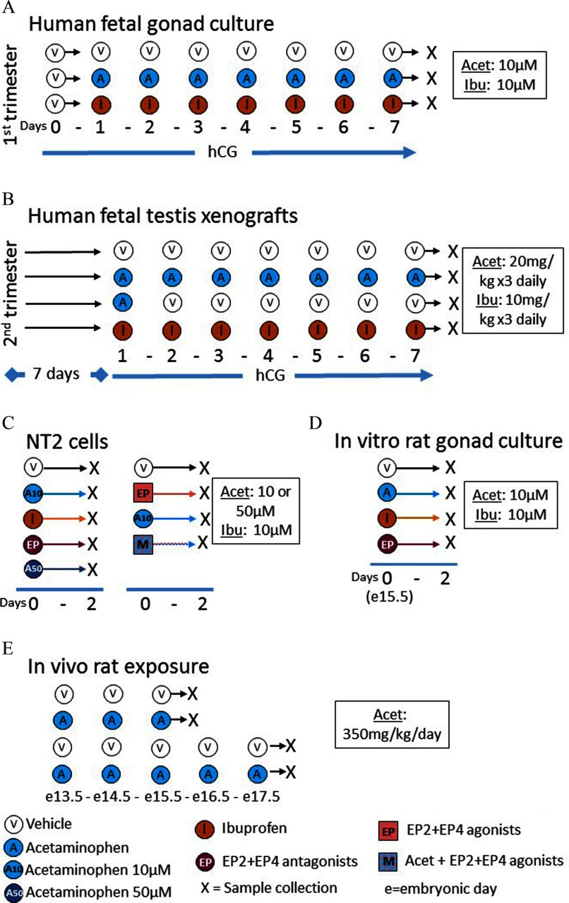 Figure 1A is a graphical representation of treatment groups of the human fetal gonad culture for the first trimester (days 0 to 7). Concentration of acetaminophen and ibuprofen is 10 micromolar. Figure 1B is a graphical representation of treatment group of human fetal testis xenografts for the second trimester (7 days). Daily dosage of acetaminophen is 20 milligrams per kilogram three times and that of ibuprofen is 10 milligrams per kilogram three times daily. Figure 1C is a graphical representation of treatment groups of NT2 cells (days 0 to 2). Concentration of acetaminophen is 10 or 50 micromolar and that of ibuprofen is 10 micromolar. Figure 1D is a graphical representation of treatment groups of the in vitro rat gonad culture (days 0 to 2). Concentration of acetaminophen and ibuprofen is 10 micromolar. Figure 1E is a graphical representation of treatment groups of the in vivo rat gonad culture. Concentration of acetaminophen is 350 milligrams per kilogram per day.