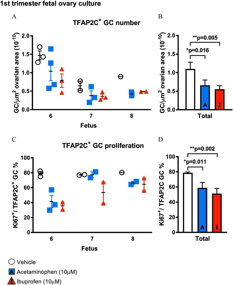 Figure 3A plots number of GC per micrometer squared ovarian area (10 superscript negative 10) (y-axis) per fetus (x-axis) for TFAP2C superscript positive GC number) treated with vehicle control, acetaminophen (10 micromolar), and ibuprofen (10 micromolar). Figure 3B is a bar graph with standard error of the mean plotting number of GC per micrometer squared ovarian area (10 superscript negative 10) (y-axis) across treatment with vehicle control, acetaminophen (10 micromolar) (p equals 0.016 relative to vehicle control), and ibuprofen (10 micromolar) (p equals 0.005 relative to vehicle control) (x-axis). Figure 3C plots number of Ki67 superscript positive virgule TFAP2C superscript positive GC percentage (y-axis) per fetus (x-axis) for TFAP2C superscript positive GC proliferation treated with vehicle control, acetaminophen (10 micromolar), and ibuprofen (10 micromolar). Figure 3D is a bar graph with standard error of the mean plotting number of Ki67 superscript positive virgule TFAP2C superscript positive GC percentage (y-axis) across treatment with vehicle control, acetaminophen (10 micromolar) (p equals 0.011 relative to vehicle control), and ibuprofen (10 micromolar) (p equals 0.002 relative to vehicle control) (x-axis).