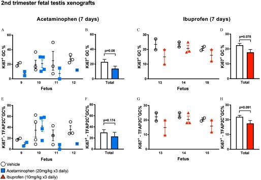 Figure 5A plots total number of Ki67 superscript positive GC percentage (y-axis) per fetus (x-axis) for acetaminophen exposure for 7 days treated with vehicle control and acetaminophen (20 milligrams per kilogram three times daily). Figure 5B is a bar graph with standard error of the mean plotting total number of Ki67 superscript positive GC percentage (y-axis) across treatment with vehicle control and acetaminophen (20 milligrams per kilogram three times daily) (p equals 0.08 relative to vehicle control) (x-axis). Figure 5C plots total number of Ki67 superscript positive GC percentage (y-axis) per fetus (x-axis) for ibuprofen exposure for 7 days treated with vehicle control and ibuprofen (10 milligrams per kilogram three times daily). Figure 5D is a bar graph with standard error of the mean plotting total number of Ki67 superscript positive GC percentage (y-axis) across treatment with vehicle control and ibuprofen (20 milligrams per kilogram three times daily) (p equals 0.078 relative to vehicle control) (x-axis). Figure 5E plots total number of Ki67 superscript positive TFAP2C superscript positive GC percentage (y-axis) per fetus (x-axis) for acetaminophen exposure for 7 days treated with vehicle control and acetaminophen (20 milligrams per kilogram three times daily). Figure 5F is a bar graph with standard error of the mean plotting total number of Ki67 superscript positive TFAP2C superscript positive GC percentage (y-axis) across treatment with vehicle control and acetaminophen (20 milligrams per kilogram three times daily) (p equals 0.174 relative to vehicle control) (x-axis). Figure 5G plots total number of Ki67 superscript positive TFAP2C superscript positive GC percentage (y-axis) per fetus (x-axis) for ibuprofen exposure for 7 days treated with vehicle control and ibuprofen (10 milligrams per kilogram three times daily). Figure 5H is a bar graph with standard error of the mean plotting total number of Ki67 superscript positive TFAP2C superscript positive GC percentage (y-axis) across treatment with vehicle control and ibuprofen (10 milligrams per kilogram three times daily) (p equals 0.091 relative to vehicle control) (x-axis).