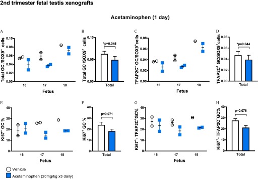 Figure 6A plots total number of GC virgule SOX9 superscript positive cells (y-axis) per fetus (x-axis) for acetaminophen exposure for 1 day treated with vehicle control and acetaminophen (20 milligrams per kilogram three times daily). Figure 6B is a bar graph with standard error of the mean plotting total number of GC virgule SOX9 superscript positive cells (y-axis) across treatment with vehicle control and acetaminophen (20 milligrams per kilogram three times daily) (p equals 0.045 relative to vehicle control) (x-axis). Figure 6C plots total number of TFAP2C superscript positive cells GC virgule SOX9 superscript positive cells (y-axis) per fetus (x-axis) for acetaminophen exposure for 1 day treated with vehicle control and acetaminophen (20 milligrams per kilogram three times daily). Figure 6D is a bar graph with standard error of the mean plotting total number of TFAP2C superscript positive cells GC virgule SOX9 superscript positive cells (y-axis) across treatment with vehicle control and acetaminophen (20 milligrams per kilogram three times daily) (p equals 0.044 relative to vehicle control) (x-axis). Figure 6E plots total number of Ki67 superscript positive GC percentage (y-axis) per fetus (x-axis) for acetaminophen exposure for 1 day treated with vehicle control and acetaminophen (20 milligrams per kilogram three times daily). Figure 6F is a bar graph with standard error of the mean plotting total number of Ki67 superscript positive GC percentage (y-axis) across treatment with vehicle control and acetaminophen (20 milligrams per kilogram three times daily) (p equals 0.071 relative to vehicle control) (x-axis). Figure 6G plots total number of Ki67 superscript positive TFAP2C superscript positive GC percentage (y-axis) per fetus (x-axis) for acetaminophen exposure for 1 day treated with vehicle control and acetaminophen (20 milligrams per kilogram three times daily). Figure 6H is a bar graph with standard error of the mean plotting total number of Ki67 superscript positive TFAP2C superscript positive GC percentage (y-axis) across treatment with vehicle control and acetaminophen (20 milligrams per kilogram three times daily) (p equals 0.076 relative to vehicle control) (x-axis).