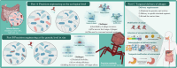 Image, graphical abstract