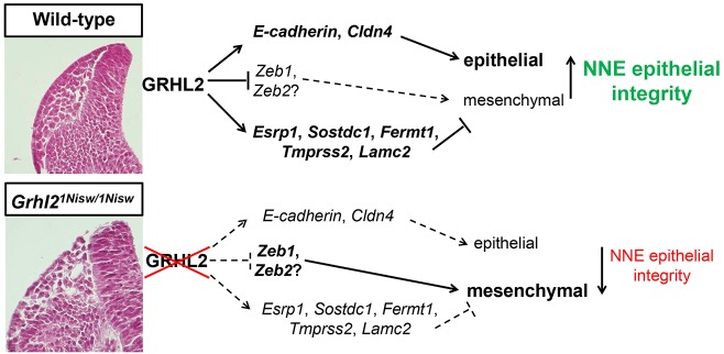 Fig. 8.