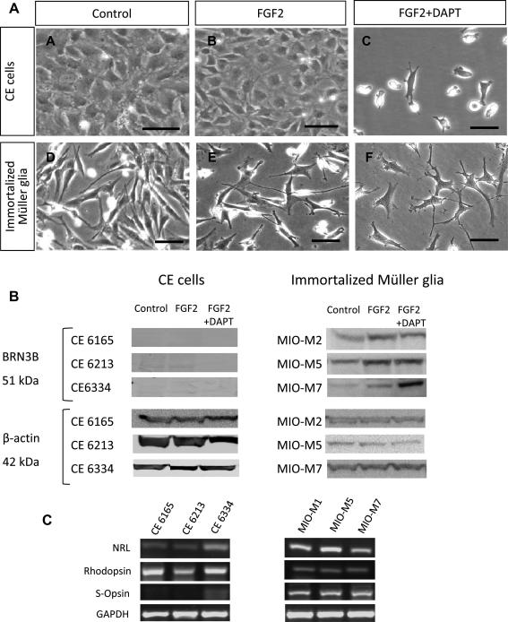 Fig. 6