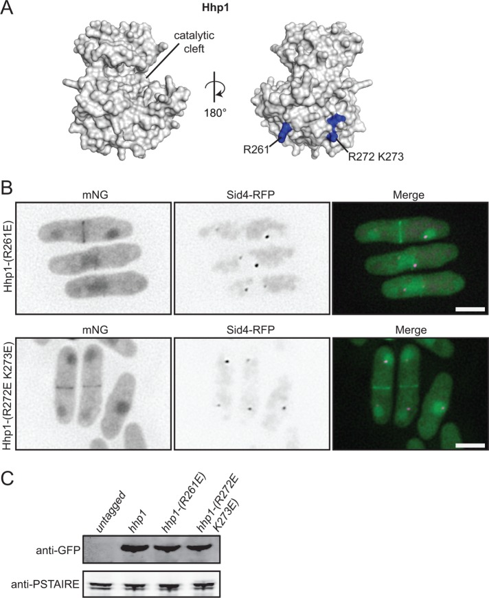 FIGURE 5: