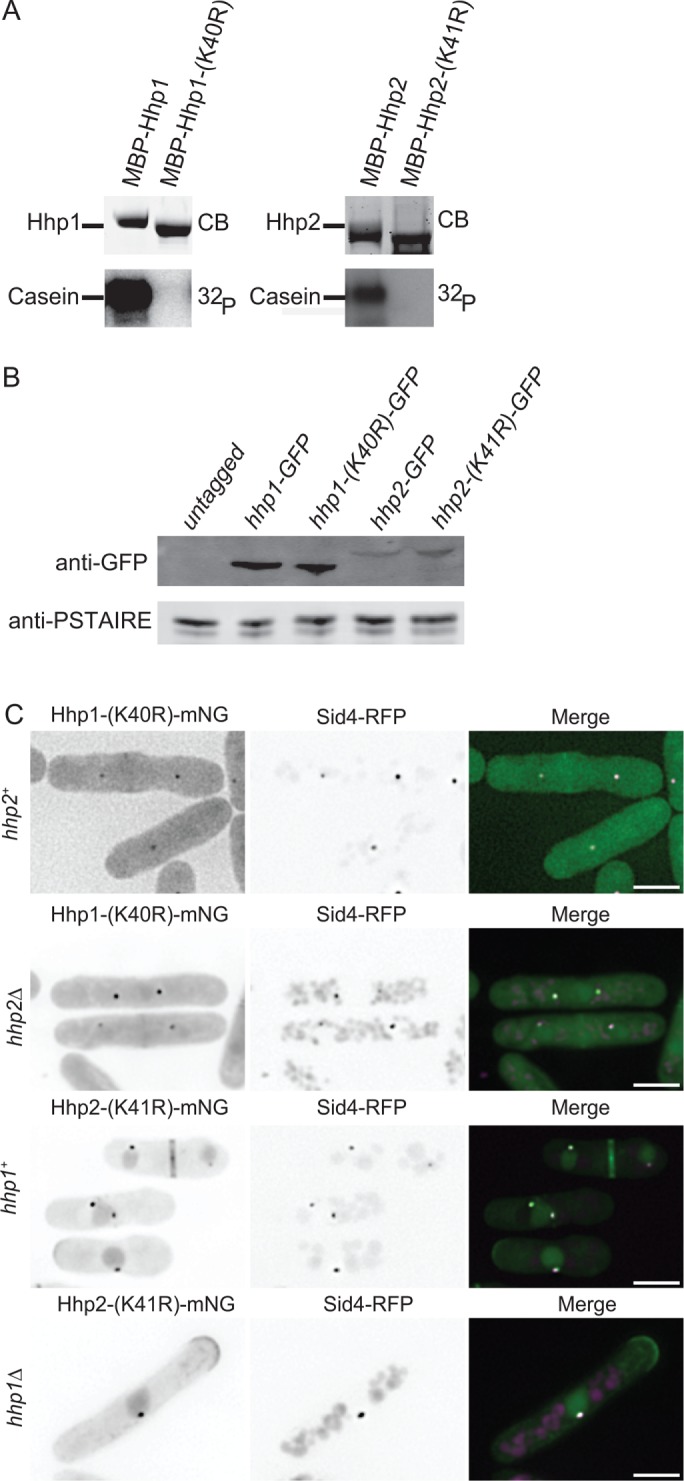 FIGURE 3: