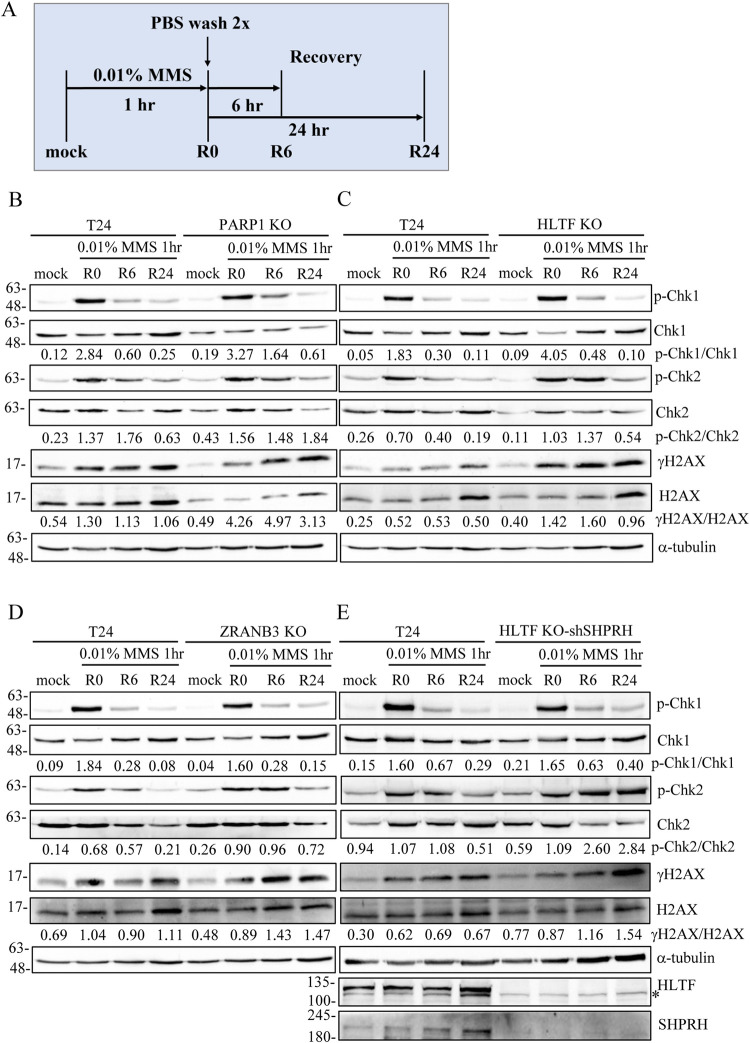 Fig 8