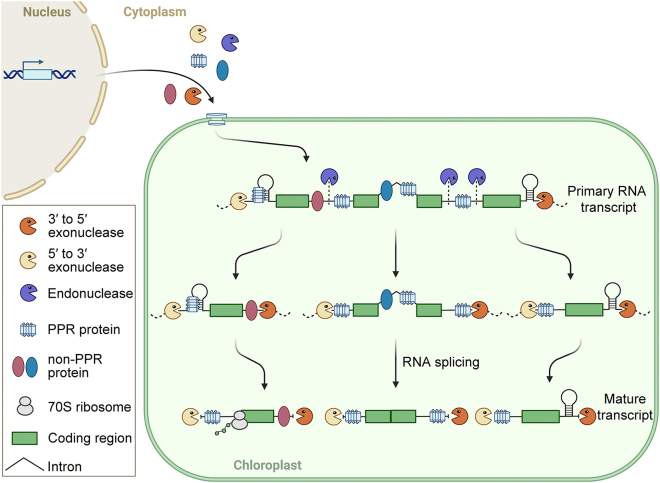 Figure 2