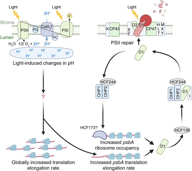 Figure 4