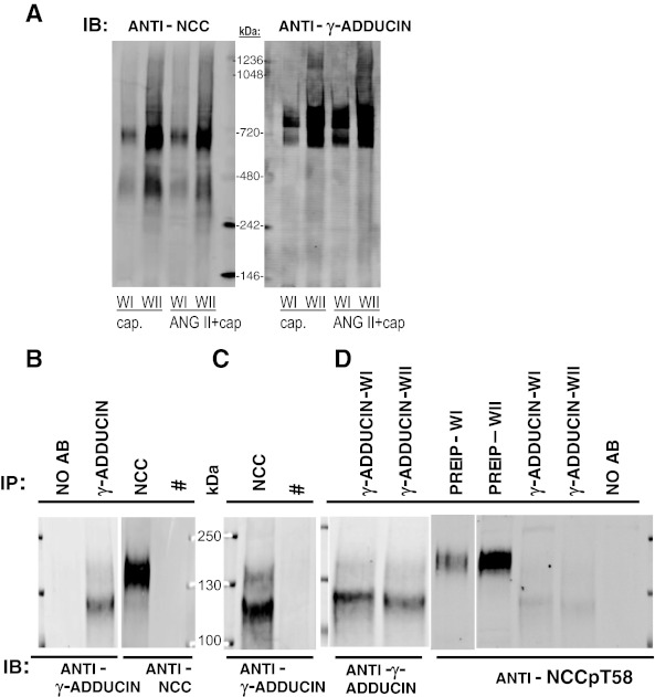 Fig. 11.