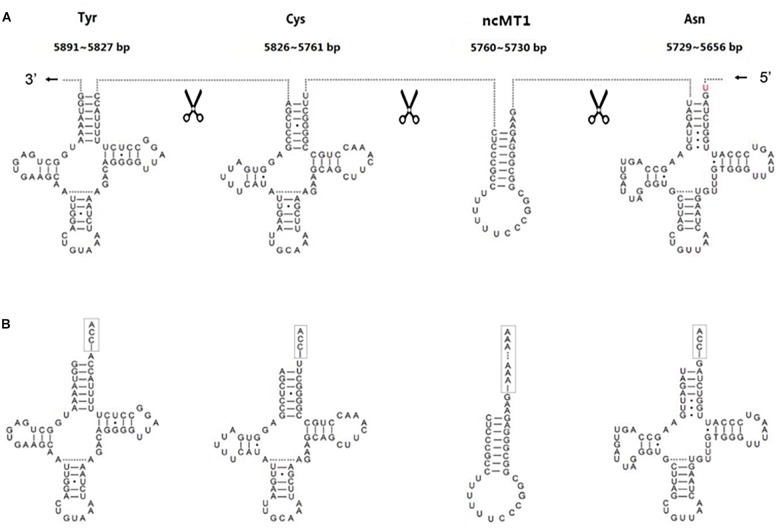 FIGURE 3