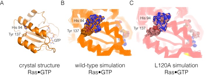 Figure 7—figure supplement 1.