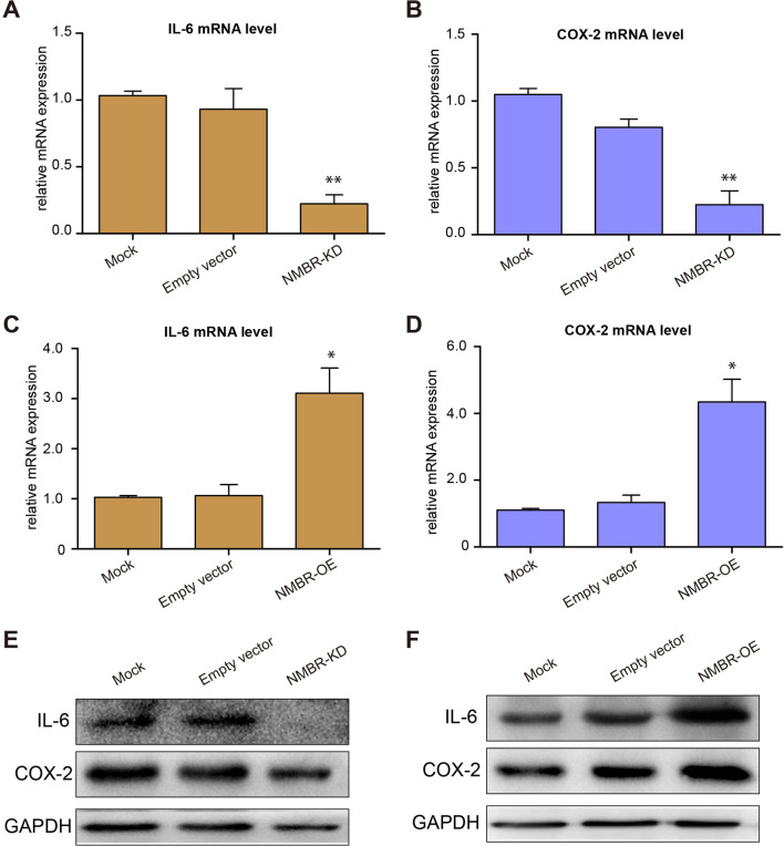 Neuromedin B Receptor Mediates Neuromedin B Induced Cox 2 And Il 6