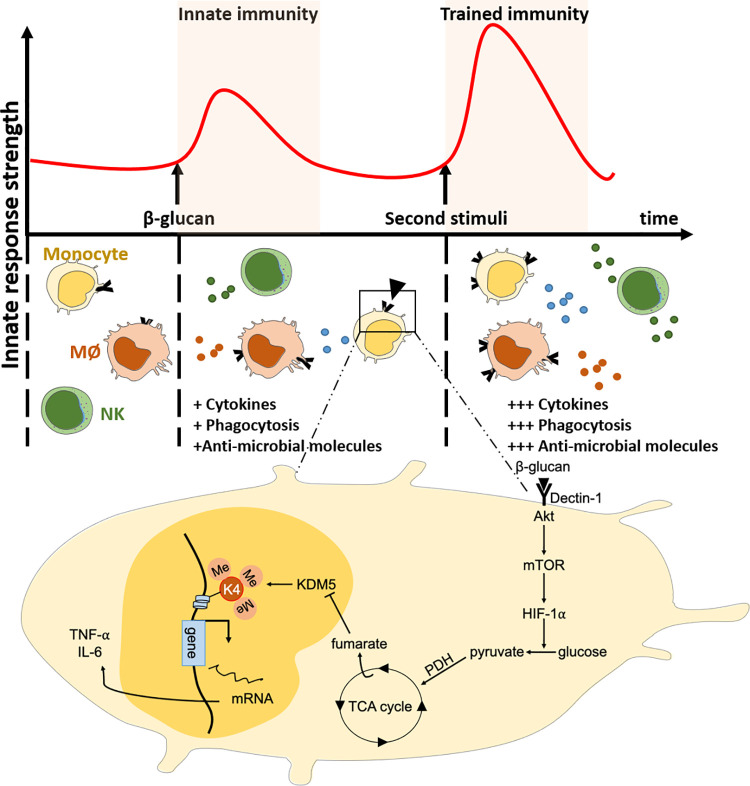 Fig 4