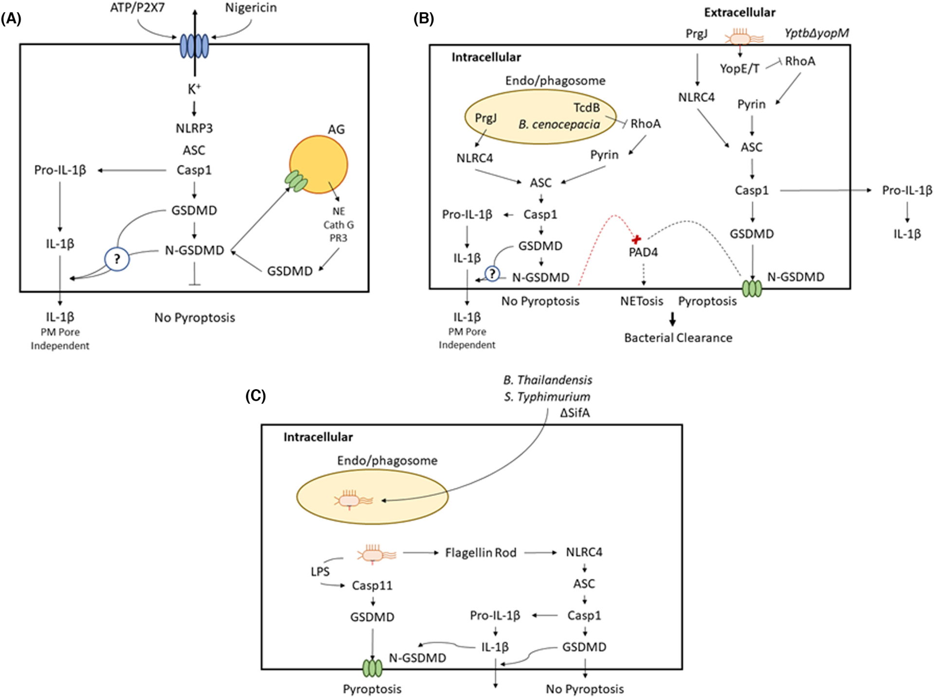 FIGURE 1