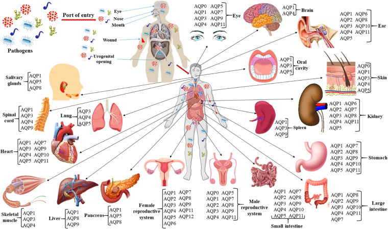 FIGURE 1