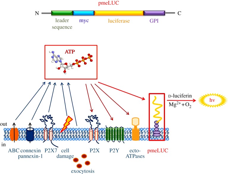 Figure 2.