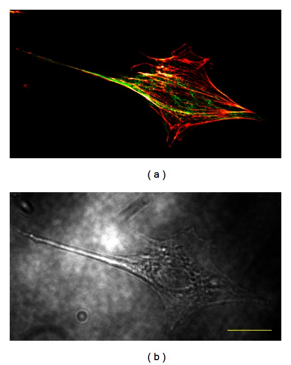 Figure 9