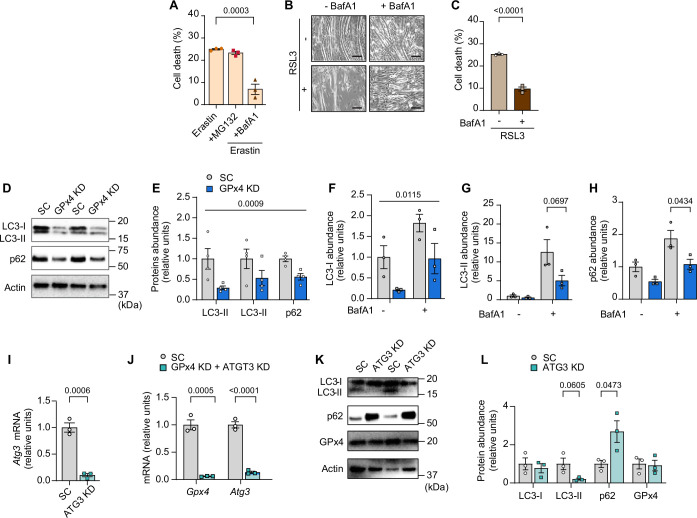 Figure 5—figure supplement 1.