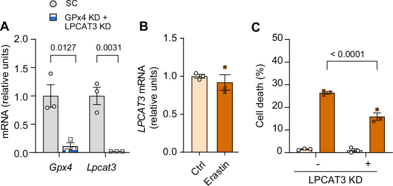 Figure 4—figure supplement 1.