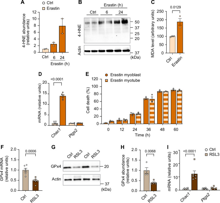 Figure 2—figure supplement 1.