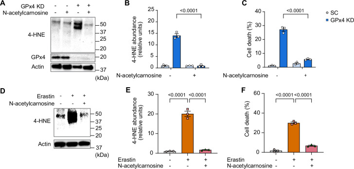 Figure 9—figure supplement 1.