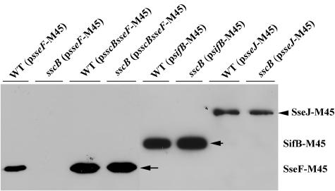 FIG. 3.