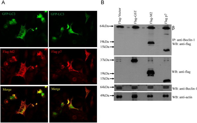 Fig. 9