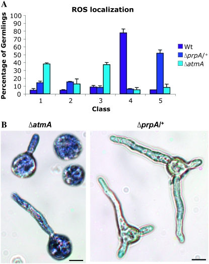 Figure 3.—