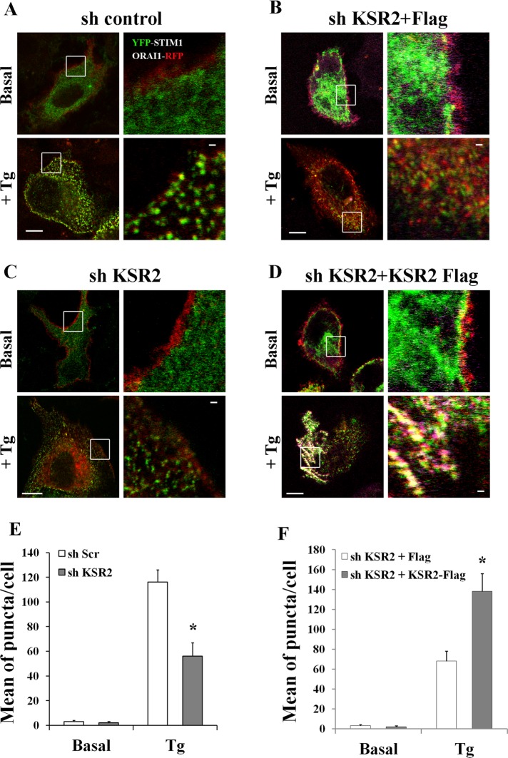 FIGURE 4: