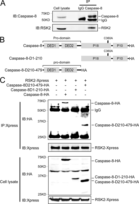 FIGURE 1.