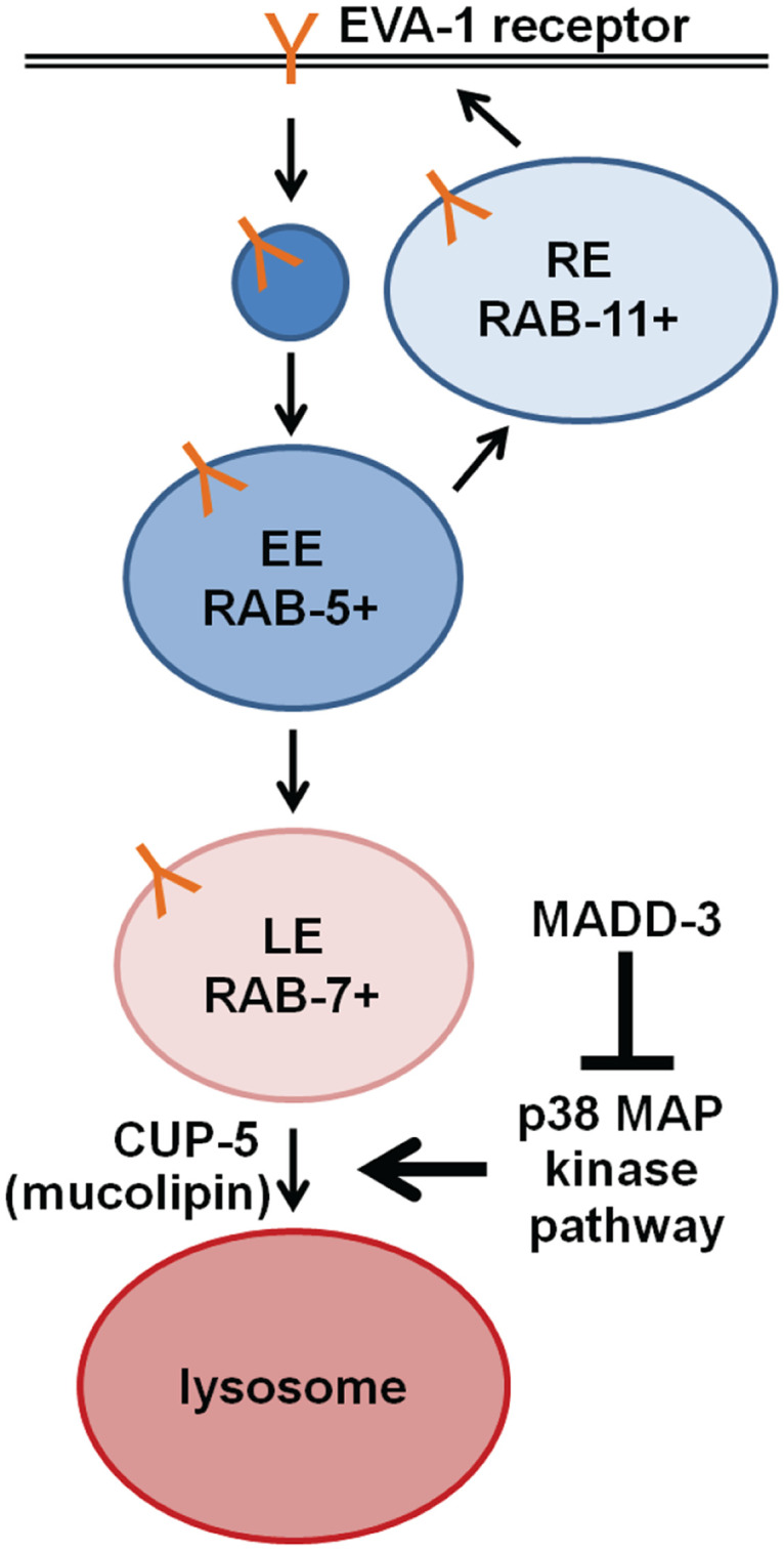 Fig 9